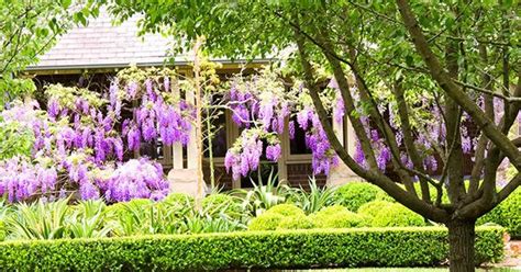 wisteria pruning australia.